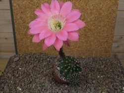 Echinopsis hybrid, květináč 6,5 cm - 12415915