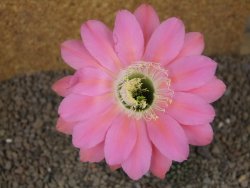 Echinopsis hybrid, květináč 6,5 cm
