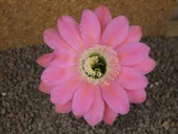 Echinopsis hybrid, květináč 6,5 cm - 12415917