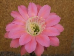 Echinopsis hybrid, květináč 6,5 cm - 12415918