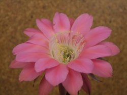 Echinopsis hybrid, květináč 6,5 cm - 12415919