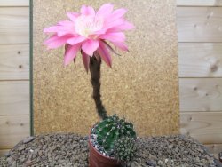 Echinopsis hybrid, květináč 6,5 cm - 12415920