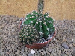 Echinopsis hybrid, květináč 6,5 cm - 12415921
