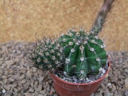 Echinopsis hybrid, květináč 6,5 cm - 12415922