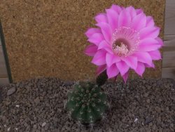 Echinopsis hybrid, květináč 7 cm - 12415923