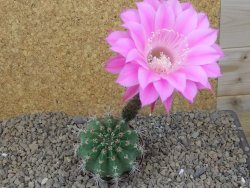 Echinopsis hybrid, květináč 7 cm - 12415924
