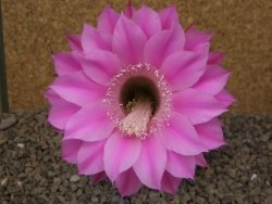 Echinopsis hybrid, květináč 7 cm - 12415925