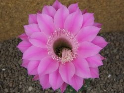 Echinopsis hybrid, květináč 7 cm