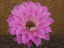 Echinopsis hybrid, květináč 7 cm - 12415927