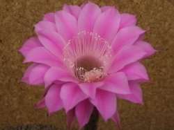 Echinopsis hybrid, květináč 7 cm - 12415928