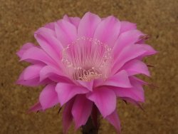 Echinopsis hybrid, květináč 7 cm - 12415929