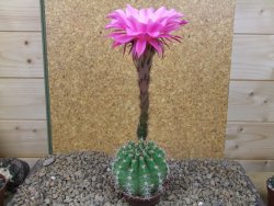 Echinopsis hybrid, květináč 7 cm - 12415930
