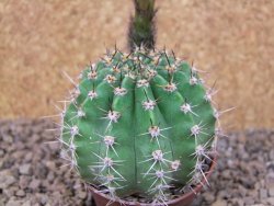 Echinopsis hybrid, květináč 7 cm - 12415931