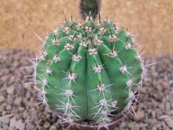 Echinopsis hybrid, květináč 7 cm - 12415932