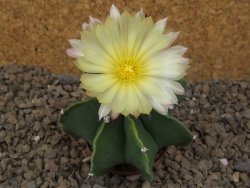 Astrophytum Dinosaur X ornatum květináč 5,5 cm