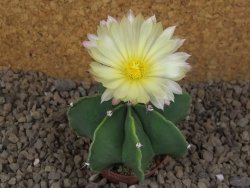 Astrophytum Dinosaur X ornatum květináč 5,5 cm - 12415934
