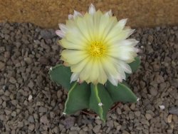 Astrophytum Dinosaur X ornatum květináč 5,5 cm - 12415935
