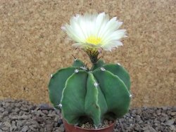 Astrophytum Dinosaur X ornatum květináč 5,5 cm - 12415936