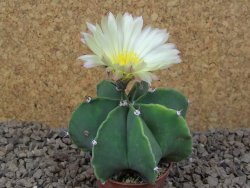 Astrophytum Dinosaur X ornatum květináč 5,5 cm - 12415937