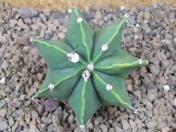Astrophytum Dinosaur X ornatum květináč 5,5 cm - 12415938