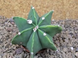 Astrophytum Dinosaur X ornatum květináč 5,5 cm - 12415939