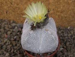 Astrophytum Onzuko quadricostatum květináč 5,5 cm