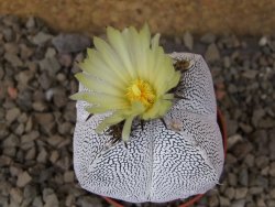 Astrophytum Onzuko quadricostatum květináč 5,5 cm - 12415941