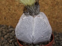 Astrophytum Onzuko quadricostatum květináč 5,5 cm - 12415942