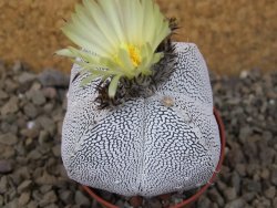 Astrophytum Onzuko quadricostatum květináč 5,5 cm - 12415943
