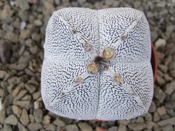 Astrophytum Onzuko quadricostatum květináč 5,5 cm - 12415944
