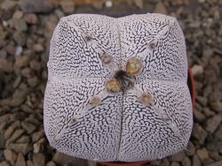 Astrophytum Onzuko quadricostatum květináč 5,5 cm - 12415945