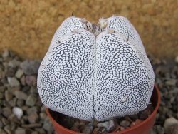 Astrophytum Onzuko quadricostatum květináč 5,5 cm - 12415946