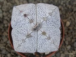 Astrophytum Onzuko quadricostatum květináč 7 cm