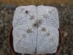 Astrophytum Onzuko quadricostatum květináč 7 cm - 12415948