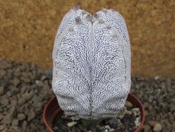 Astrophytum Onzuko quadricostatum květináč 7 cm - 12415949
