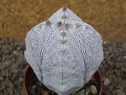 Astrophytum Onzuko quadricostatum květináč 7 cm - 12415950