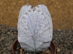 Astrophytum Onzuko quadricostatum květináč 7 cm - 12415951