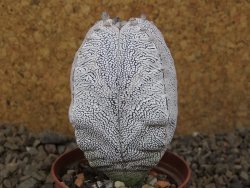 Astrophytum Onzuko quadricostatum květináč 7 cm - 12415952