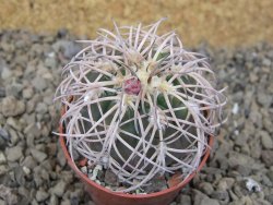 Gymnocalycium spegazzinii punillaense Tom 06-81/1 El Obelisco, 5,5 cm květináč - 12415954