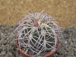 Gymnocalycium spegazzinii punillaense Tom 06-81/1 El Obelisco, 5,5 cm květináč