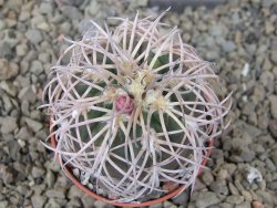 Gymnocalycium spegazzinii punillaense Tom 06-81/1 El Obelisco, 5,5 cm květináč - 12415956