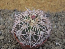 Gymnocalycium spegazzinii punillaense Tom 06-81/1 El Obelisco, 5,5 cm květináč - 12415957
