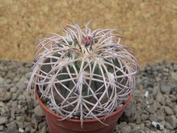 Gymnocalycium spegazzinii punillaense Tom 06-81/1 El Obelisco, 5,5 cm květináč - 12415958