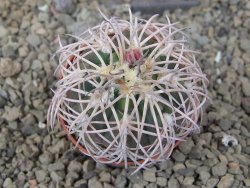 Gymnocalycium spegazzinii punillaense Tom 06-81/1 El Obelisco, 5,5 cm květináč - 12415959