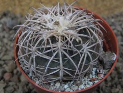 Gymnocalycium spegazzinii punillaense Tom 06-81/1 El Obelisco, 5,5 cm květináč - 12415960