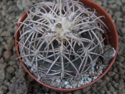 Gymnocalycium spegazzinii punillaense Tom 06-81/1 El Obelisco, 5,5 cm květináč - 12415961