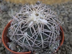 Gymnocalycium spegazzinii punillaense Tom 06-81/1 El Obelisco, 5,5 cm květináč