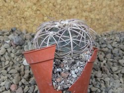 Gymnocalycium spegazzinii punillaense Tom 06-81/1 El Obelisco, 5,5 cm květináč - 12415963