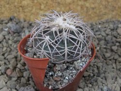 Gymnocalycium spegazzinii punillaense Tom 06-81/1 El Obelisco, 5,5 cm květináč - 12415964