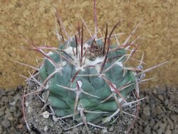 Thelocactus hexaedrophorus major pot 7 cm